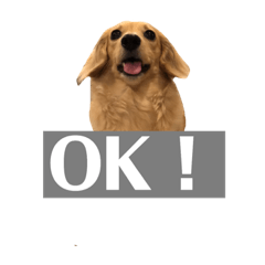 [LINEスタンプ] ニコラの日常スタンプ