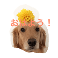 [LINEスタンプ] ゴールデンレトリバー★にこり