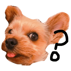 [LINEスタンプ] ヨーキーモコちゃん