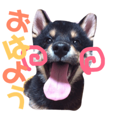 [LINEスタンプ] 黒柴 寅次郎