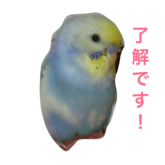[LINEスタンプ] Mai Kajikawa