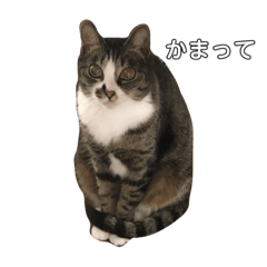 [LINEスタンプ] 小池家の猫達