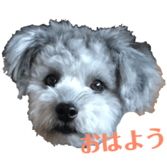 [LINEスタンプ] ポメプーくーちゃん