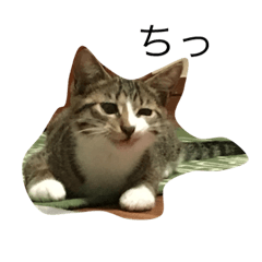 [LINEスタンプ] ちっ