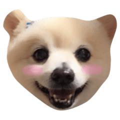 [LINEスタンプ] ポメラニアンの大吉