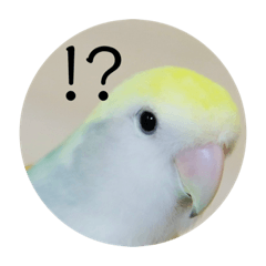[LINEスタンプ] コザクラインコのみく