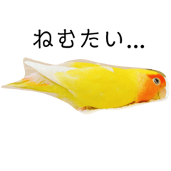 [LINEスタンプ] コザクラインコのらぶちゃん