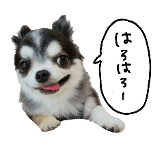 [LINEスタンプ] チワワのくるる 5 (関西弁)