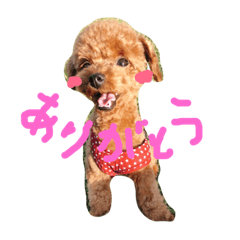 [LINEスタンプ] トイプードルのブラウニー
