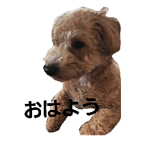 [LINEスタンプ] 山尾家のまろん