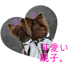 [LINEスタンプ] チワワの親子パリたんとあーちゃん♪