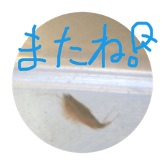 [LINEスタンプ] カブトエビのスタンプ