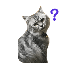 [LINEスタンプ] にゃんこkwi