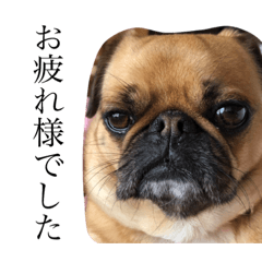 [LINEスタンプ] 我が家のちび太2
