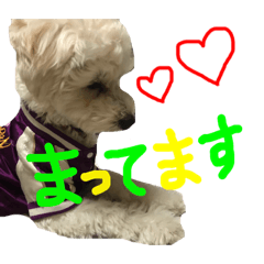 [LINEスタンプ] かわいいパルくん