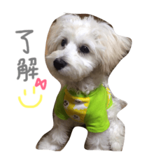 [LINEスタンプ] マルプー 愛犬ラテくん1010