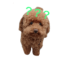 [LINEスタンプ] のんちゃんズ