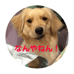 [LINEスタンプ] ゴールデンレトリバー★関西風にこりちゃん