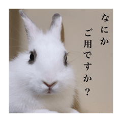 [LINEスタンプ] ミニうさぎのそーちゃん