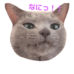 [LINEスタンプ] 使えるスタンプ※いぬ※ねこ