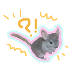 [LINEスタンプ] チンチラのぽにょちゃん