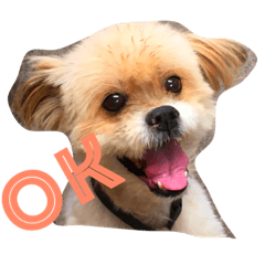 [LINEスタンプ] シーズー犬ケリー