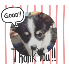 [LINEスタンプ] 犬のキモチ スタンプ