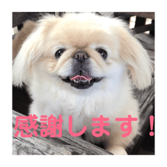 [LINEスタンプ] ペキニーズのポピー