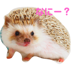 [LINEスタンプ] 可愛いハリスタンプ♡