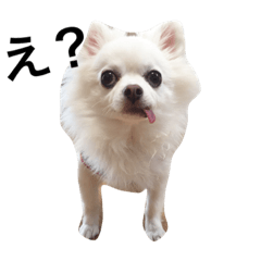 [LINEスタンプ] ひめと蘭丸。時々むぎ