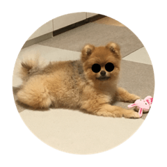 [LINEスタンプ] 犬 たち