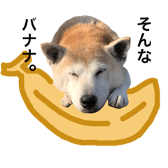 [LINEスタンプ] 柴犬ハナちゃん。2