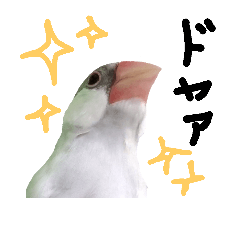 [LINEスタンプ] シルバー文鳥の銀ちゃん