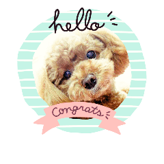[LINEスタンプ] トイプードル プリン