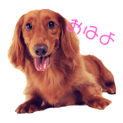 [LINEスタンプ] さぶろー