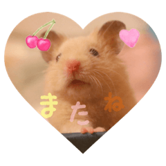 [LINEスタンプ] 我が家のハムちゃんたち