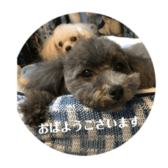 [LINEスタンプ] わんころりん( •̀ .̫ •́ )✧