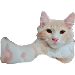 [LINEスタンプ] ココねこ