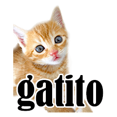 [LINEスタンプ] かわいい猫写真スタンプスペイン語版