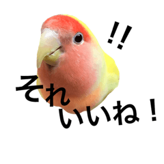 [LINEスタンプ] コザクラインコのキロちゃんその②
