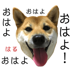 [LINEスタンプ] 菊地一族