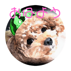 [LINEスタンプ] スイカを被ったトイプードル