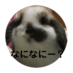 [LINEスタンプ] ロップイヤーうさぎのキャロ スタンプ