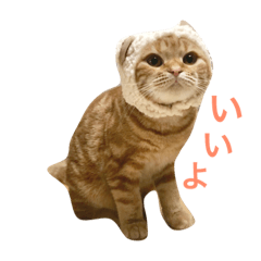 [LINEスタンプ] タントミールのタン1