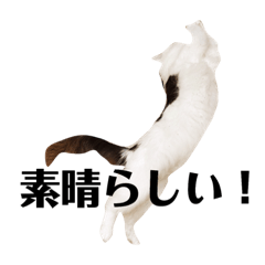 [LINEスタンプ] アクティブ・にゃんこ3