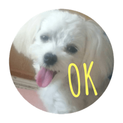 [LINEスタンプ] マルプーポポのあいさつ