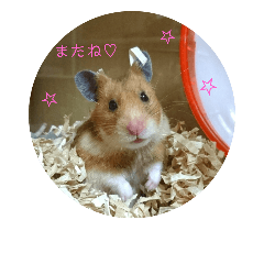 [LINEスタンプ] チーム  ゴールデンハムスター  2