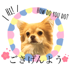 [LINEスタンプ] ポメチワ みたらしさん