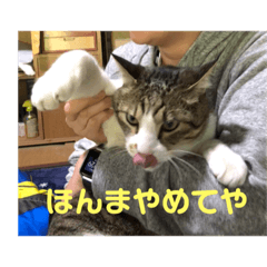 [LINEスタンプ] デカ猫クゥ2