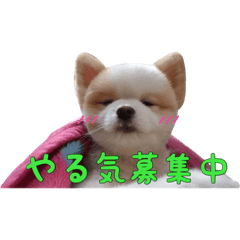 [LINEスタンプ] 世界一可愛いポメラニアンのポメ吉くん♡